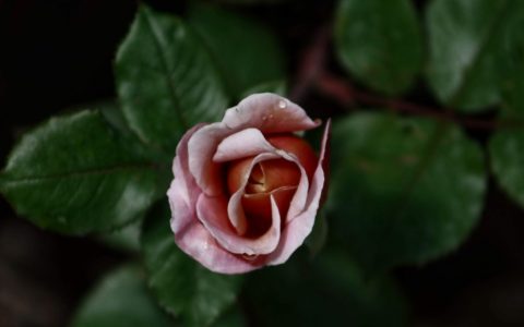 belles roses