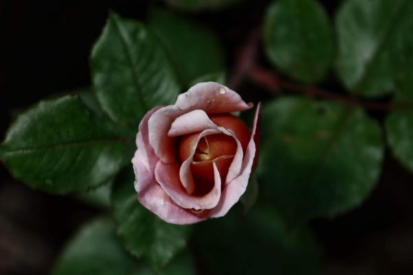 Conseils pratiques pour avoir de belles roses dans le jardin