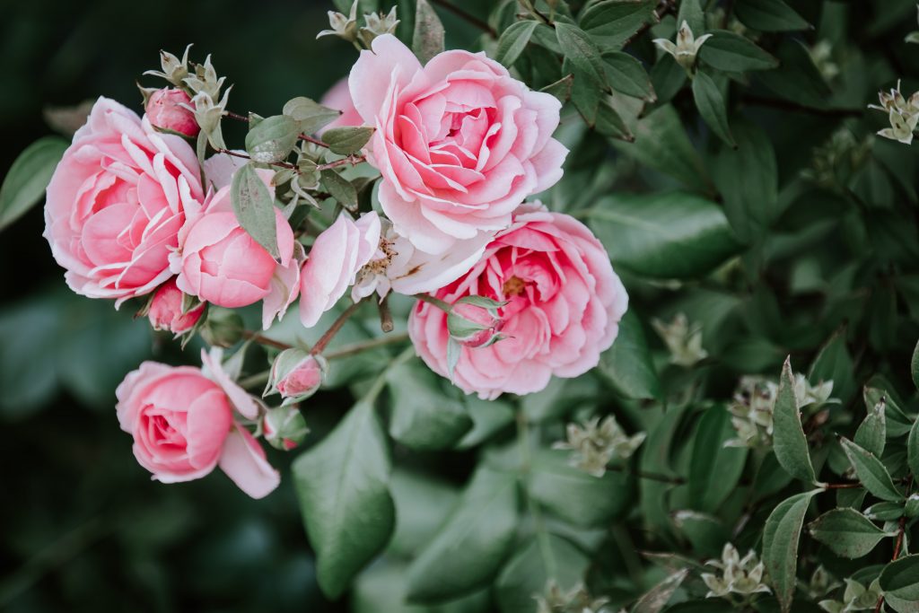 boutures de rosier