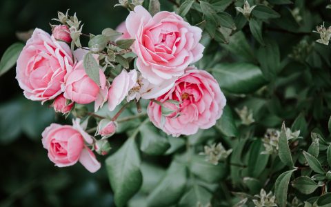 boutures de rosier