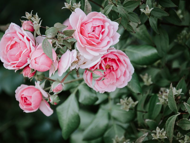 boutures de rosier