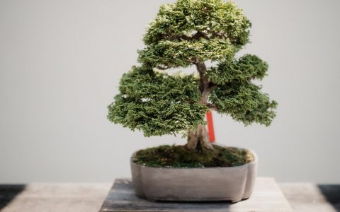 comment tailler un bonsai