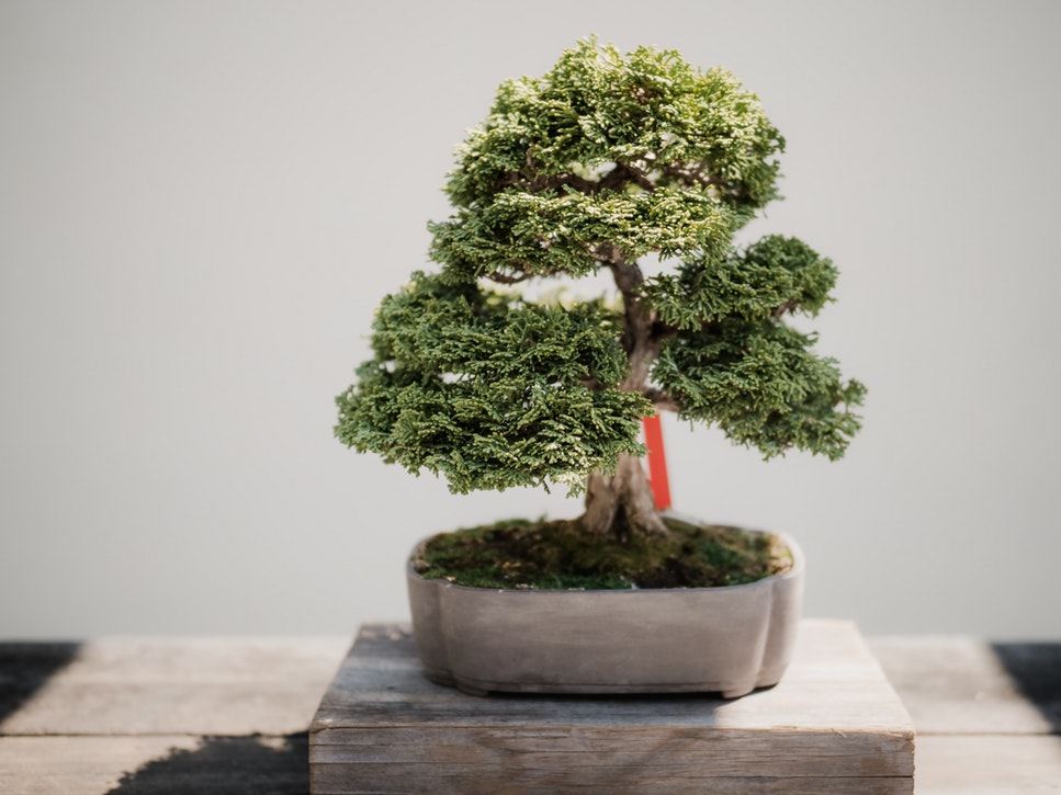 comment tailler un bonsai