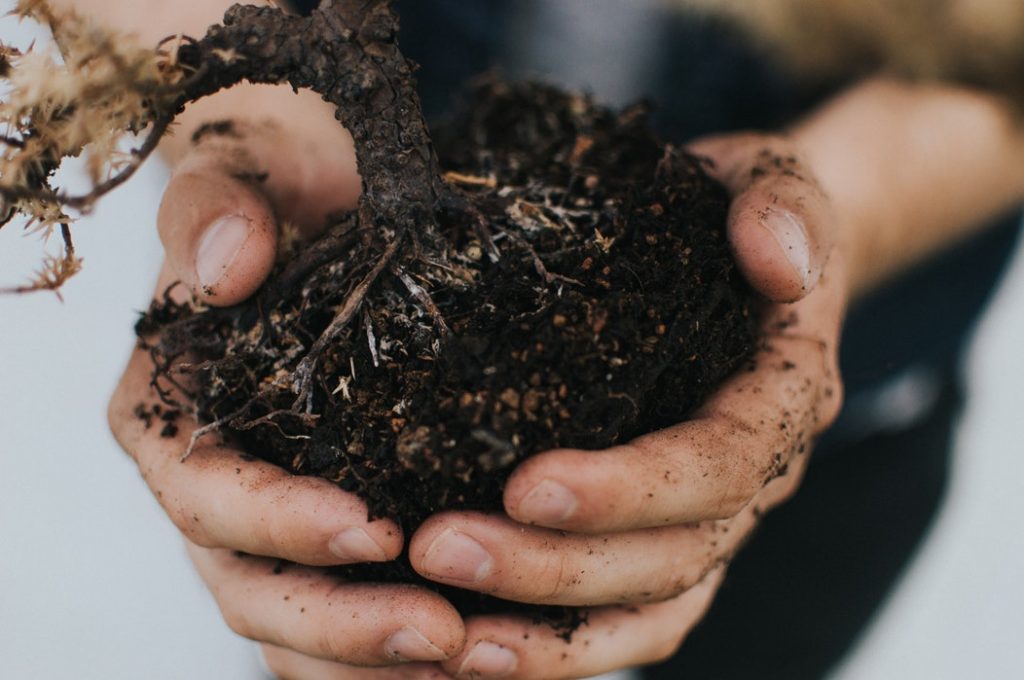 planter un arbre