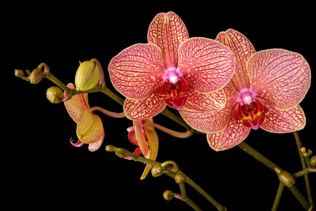 Comment faire refleurir une orchidée ?