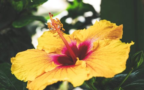 signification des fleurs