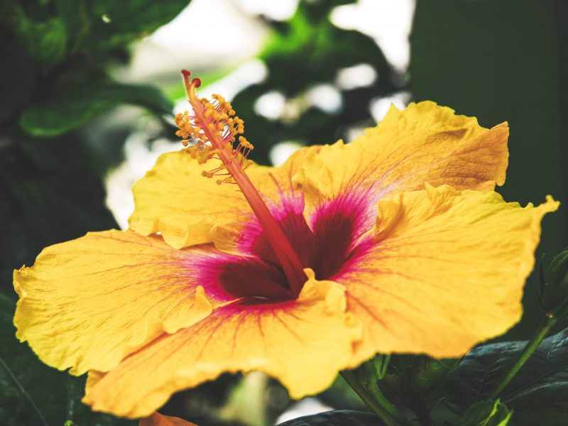signification des fleurs
