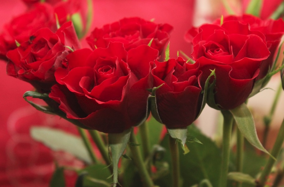 Quelle est la signification des roses rouges ?