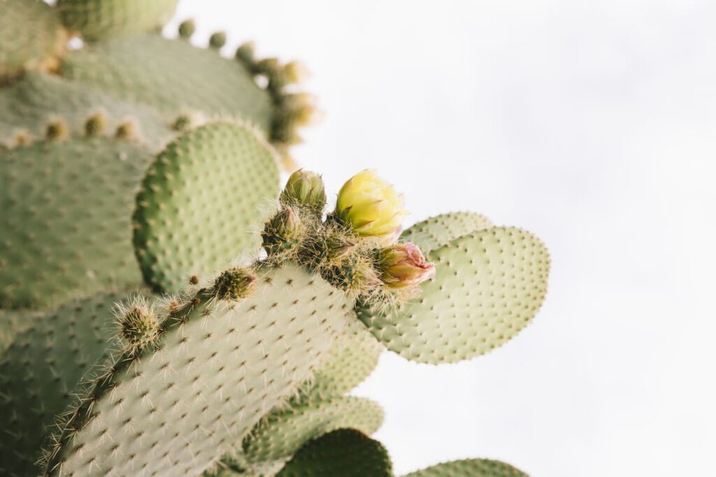 Comment faire pousser un cactus à la maison