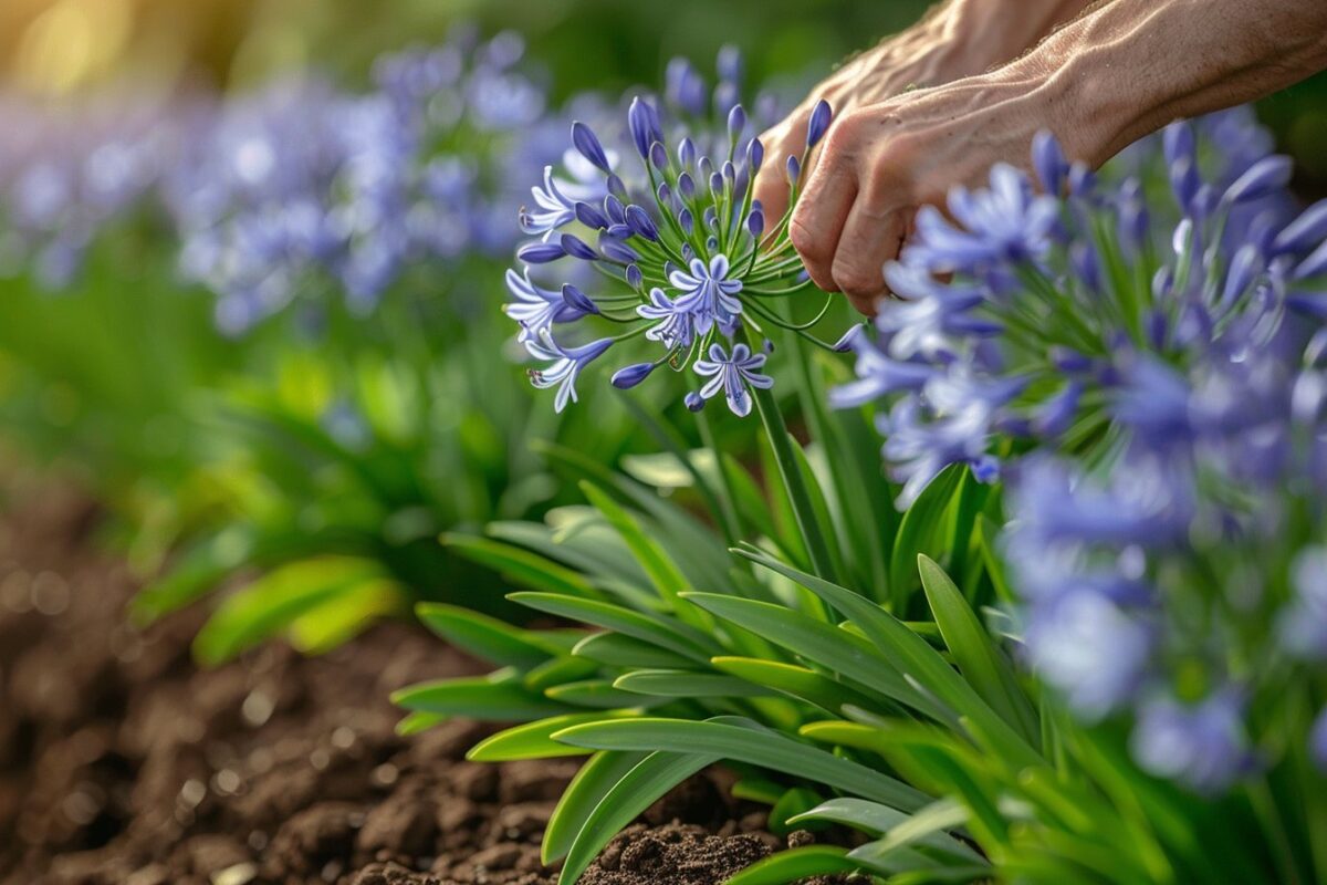 Découvrez quand tailler les agapanthes et maximiser sa floraison